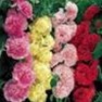 Buy Premium Multi-Colored Hollyhock Flower Garden Seeds Online - Bulk
