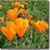 Bulk Poppy (California Giant Orange) Seed - Flower Garden Seed