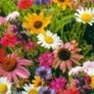 Bulk Wildflower Seed - Cutflower Mix - Flower Garden Seed