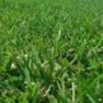 Premium Drought Resistant Grass Seed - Old English Playground Mix