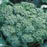 Bulk Non GMO Broccoli Seed - Green Sprouting Calabrese Vegetable Seed