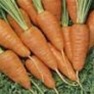 Shop Bulk Danvers 126 Carrot - Premium non-GMO Carrot Seeds | Mainstreet Seed & Supply
