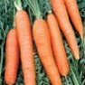 Bulk Non GMO Scarlet Nantes - Carrot Vegetable Seed