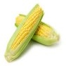 Bulk Non GMO Bodacious - Sweet Corn Vegetable Seed