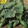 Shop Bulk Spacemaster Cucumber Seeds - Premium Non-GMO Cucumber Seeds | Mainstreet Seed & Supply