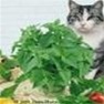 Shop Catnip Plant Seeds - Bulk Premium Non-GMO Herb Seeds | Mainstreet Seed & Supply