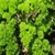 Bulk Non GMO Parsley (Moss Curled) - Herb Vegetable Garden Seed