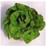 Bulk Non GMO Butter Crunch - Lettuce Vegetable Garden Seed