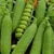 Bulk Non GMO Green Arrow - Pea Vegetable Garden Seed