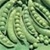 Bulk Non GMO Wando (Heat Tolerant) - Pea Vegetable Garden Seed