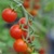 Bulk Non GMO Small Cherry Sweet 100 - Tomato Vegetable Garden Seed