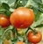 Bulk Non GMO Mountain Spring - Tomato Vegetable Garden Seed