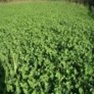 Buy Premium Quality Buck Forage Oats - Bulk Clover Grass Seed Online