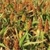Buy Premium Quality Sorghum Grain in Bulk - Clover Grass Seed Online