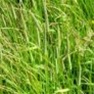 Bulk Timothy Perennial Clover Grass Seeds For Sale Online