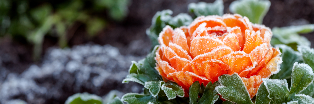 How To Prepare Your Garden For The Winter, How To Prepare A Flower Garden For Winter