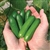 Shop Mini Me Cucumber Seeds - Premium Bulk Cucumber Vegetable Seeds | Mainstreet Seed & Supply
