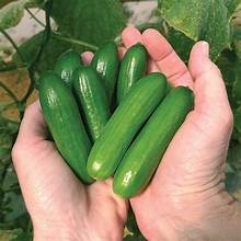 Shop Mini Me Cucumber Seeds - Premium Bulk Cucumber Vegetable Seeds | Mainstreet Seed & Supply