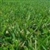 Old English Grass Seed - 1 lb