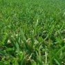 Old English Grass Seed - 25 lbs