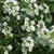 Bulk Alyssum (Carpet of Snow)-Alyssum Seeds - Flower Garden Seed