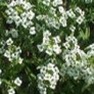 Bulk Alyssum (Carpet of Snow)-Alyssum Seeds - Flower Garden Seed