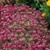 Bulk Alyssum (Royal Carpet)-Alyssum Seeds - Flower Garden Seed