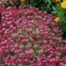Bulk Alyssum (Royal Carpet)-Alyssum Seeds - Flower Garden Seed