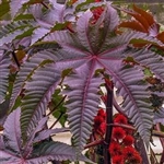 Bulk Fast Sprouting Castor Bean Plant Seeds For Sale Online