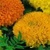 Bulk Marigold (Cracker Jack)-Marigold Seeds - Flower Garden Seed