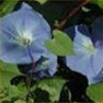 Morning Glory (Heavenly Blue) Flower Garden Seed in Bulk