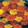 Bulk Marigold (Sparky Mix)-Marigold Seeds - Flower Garden Seed