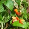 Bulk Scarlet Runner-Scarlet Runner Seeds - Flower Garden Seed