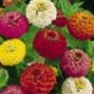 Bulk Zinnia Seed - Lilliput Zinnia - Flower Garden Seed