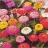 Bulk Zinnia Seed - Thumbelina Zinnia - Flower Garden Seed