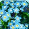 Bulk Forget Me Not (Blue) Seed - Flower Garden Seed