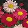 Buy Premium Quality Bulk Painted Daisy Seed - Flower Garden Seed