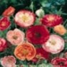 Bulk Poppy (Double Shirley) Seed - Flower Garden Seed