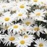 Buy Bulk Shasta Daisy Seed - High-Quality Flower Garden Seed Online