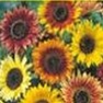 Bulk Sunflower Seed - Autumn Beauty - Flower Garden Seed