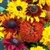Bulk Sunflower Seed - All Sorts Mix - Flower Garden Seed