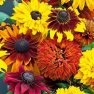 Bulk Sunflower Seed - All Sorts Mix - Flower Garden Seed