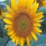 Bulk Black Oil Sunflower Seed  - Wild Bird Attractant & Feed