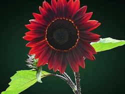 Bulk Sunflower Seed - Chocolate Cherry - Flower Garden Seed