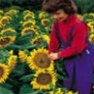 Bulk Sunflower Seed - Dwarf Sunspot - Flower Garden Seed
