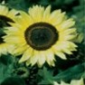 Bulk Sunflower Seed - Lemon Queen - Flower Garden Seed