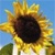 Bulk Sunflower Seed - Mammoth Grey - Flower Garden Seed