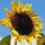 Bulk Sunflower Seed - Mammoth Grey - Flower Garden Seed