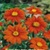 Mexican Sunflower Seed (Tithinia Torch) Flower Garden Seed in Bulk