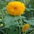 Bulk Sunflower Seed - Teddy Bear - Flower Garden Seed